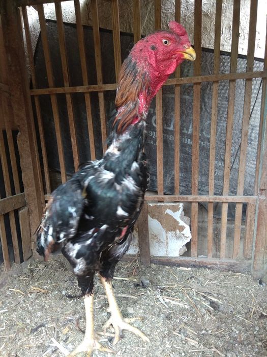 Dakan xuruz sotiladi 2ta yutgan