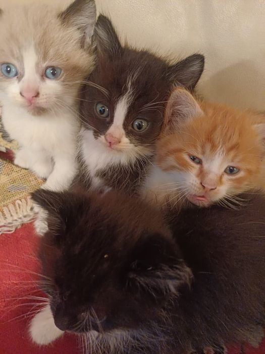 Котята отдам даром