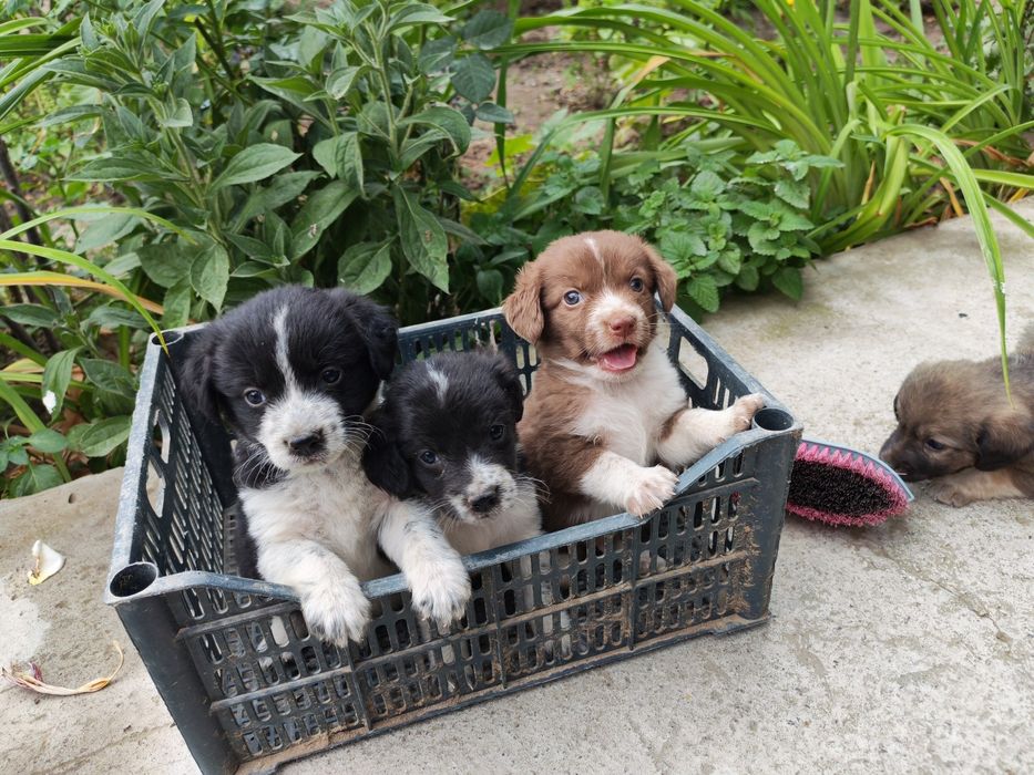 Спаниель охотник. Spaniel ovchi kuchuk bolalari