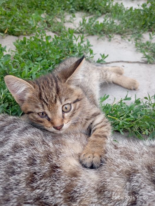 Отдам котенка девочку
