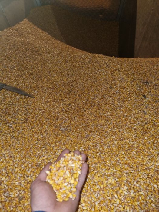 Vand porumb prod. 2025