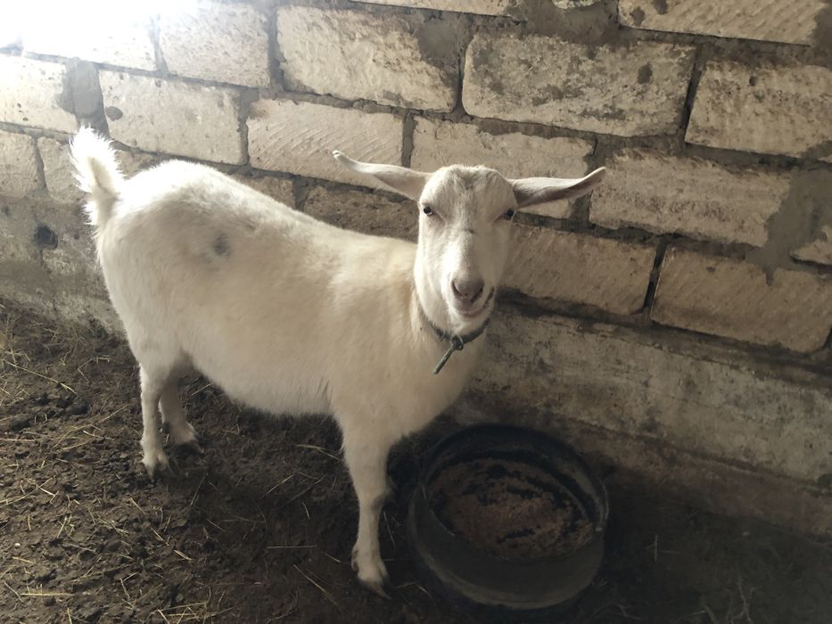 Занен 3литрлік қысыр ешкі сатылады