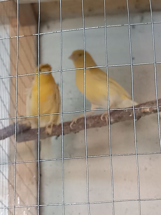 Канарейки продам