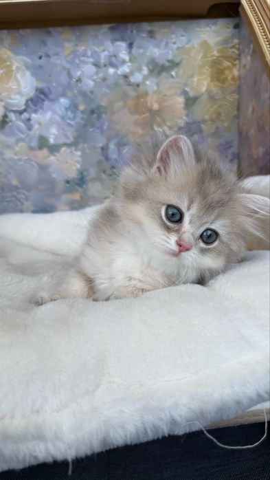 British longhair Fetita - Pedigree