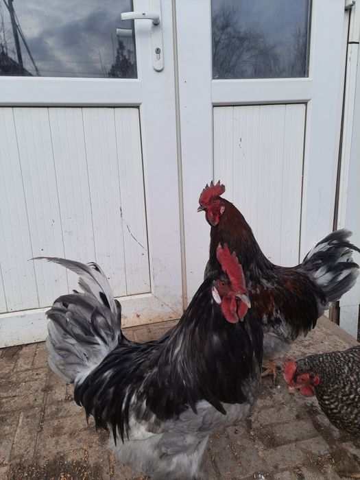 Петухи, атеш сатылады