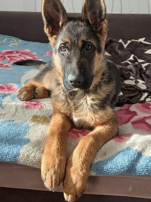 Продам чистокровных щенков немецкой овчарки