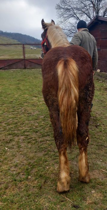 De vanzare manz de 10 luni din armasar Fitero