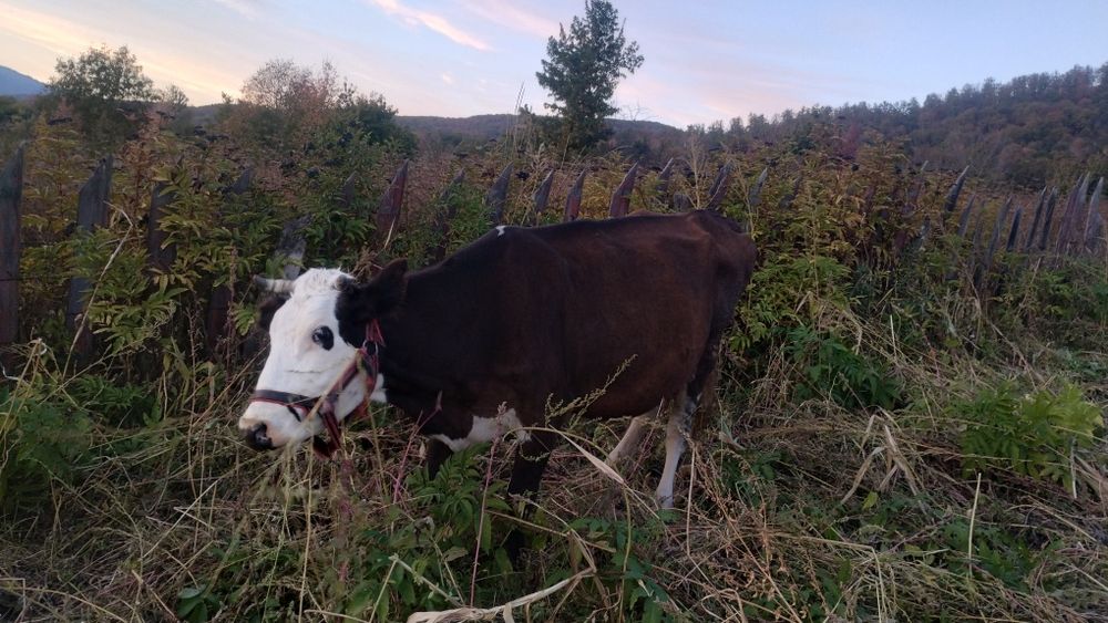 Vaca și vitică pretul negotiabil