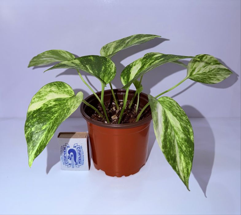 Эпипремнум, комнатные растения, комнатные цветы