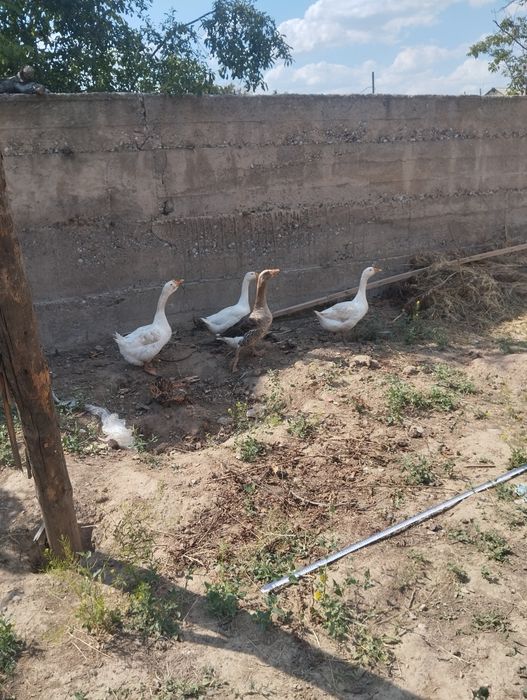 Продам гусеи 1самес4самк