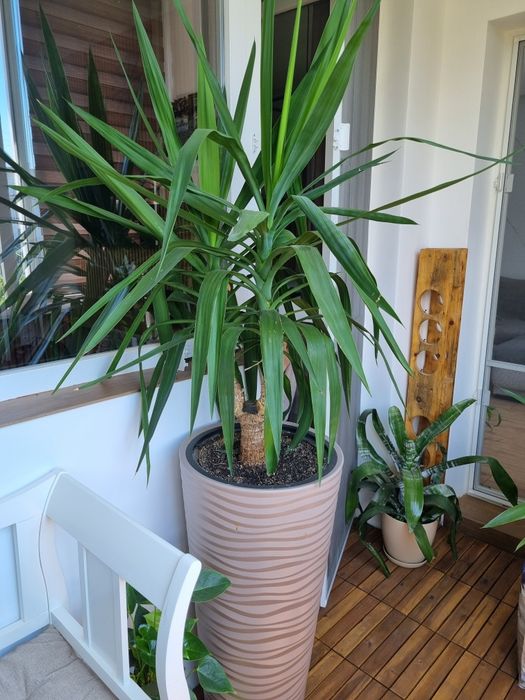 Домашна палма юка