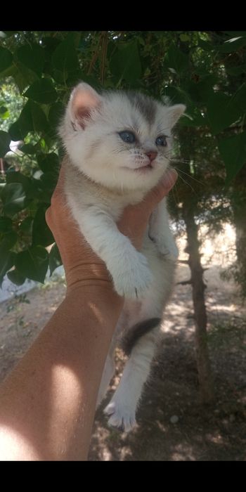 Продаётся котёнок