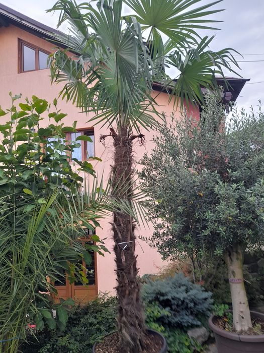 catalpa, pawlonia,mesteacăn,tei,