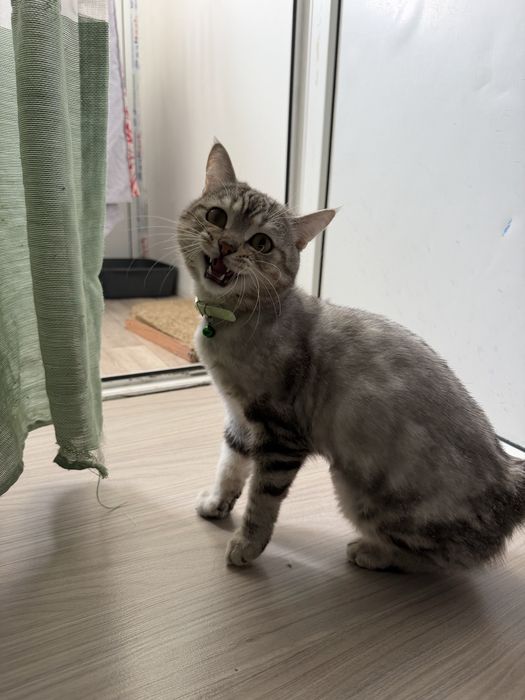 Вязка кот шотландский