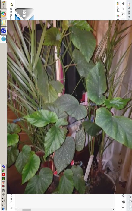 Flori de apartament, casa, birou