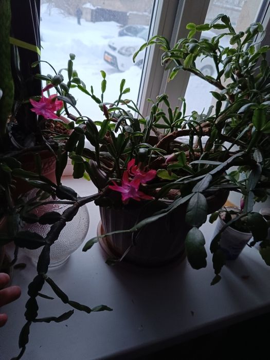 Продам цветочки разные
