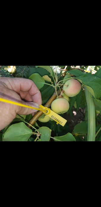 Саженцы яблони (ассортимент).