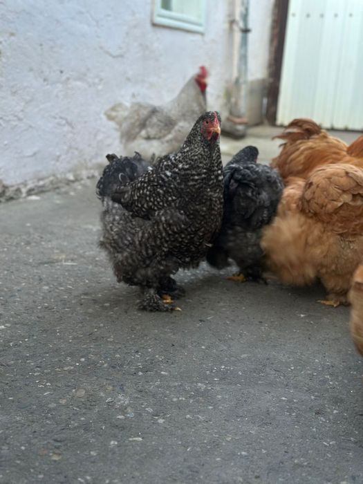 De vânzare gaini cochinchina urias galben si barat