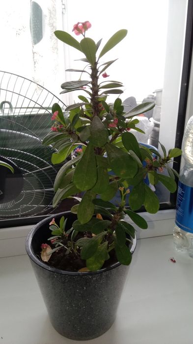 Комнатные растения