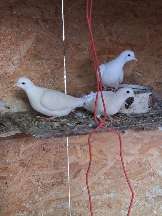 Turturelelor rozătoare albe tineret