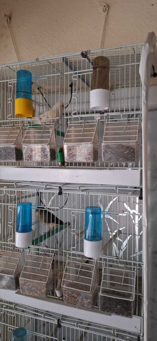 Vand 4 canari + 5 colivii .