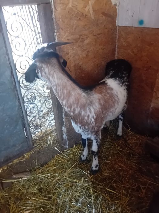Capra anglo nubiana
