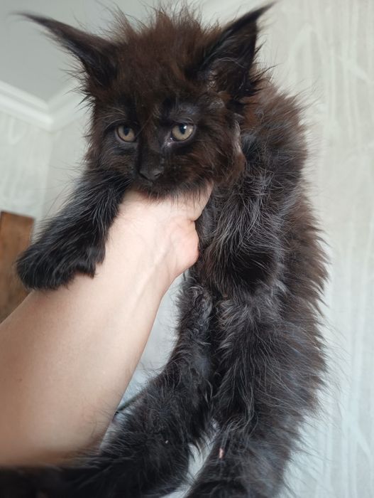 Котята от классика до Полидакта  Мейн Кун