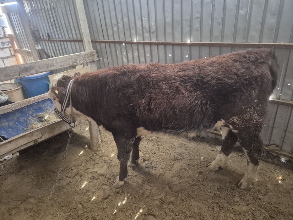 Ак бас Семинар  бука