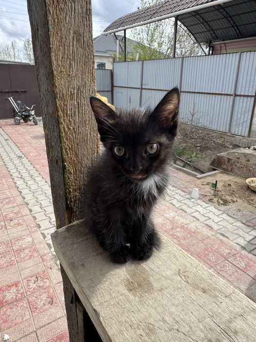 Котята игривые 1,5 месяца