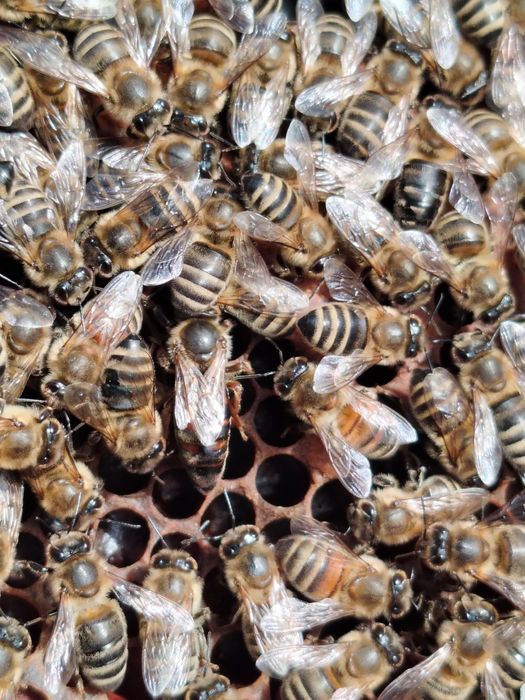 Vând regine în sezonul vară -toamnă 2026