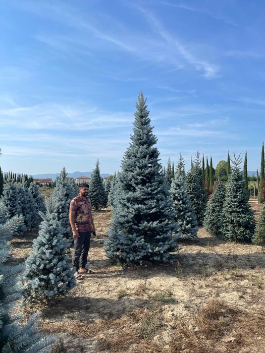 Brad argintiu și verde. Cedru pendular.
