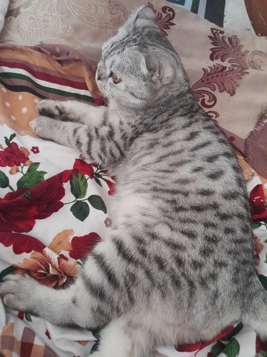 Кошечка скоттш фолд