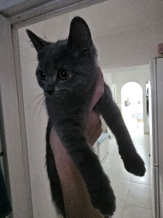 Котёнок британский