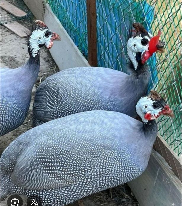 Sesarka jojasi / цесарята