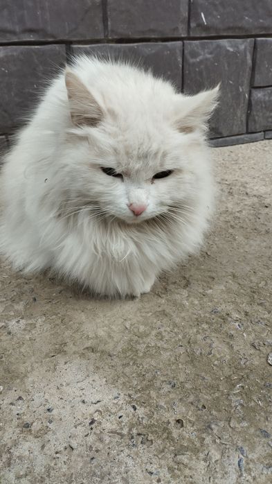 Турецкая ангора, белая пушистая