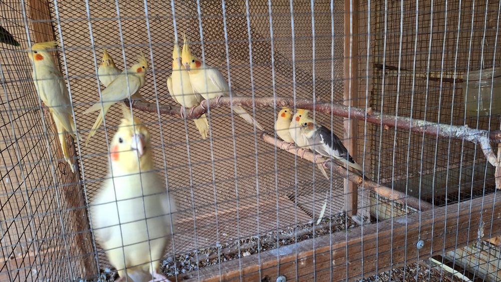 Продам попугай карелла