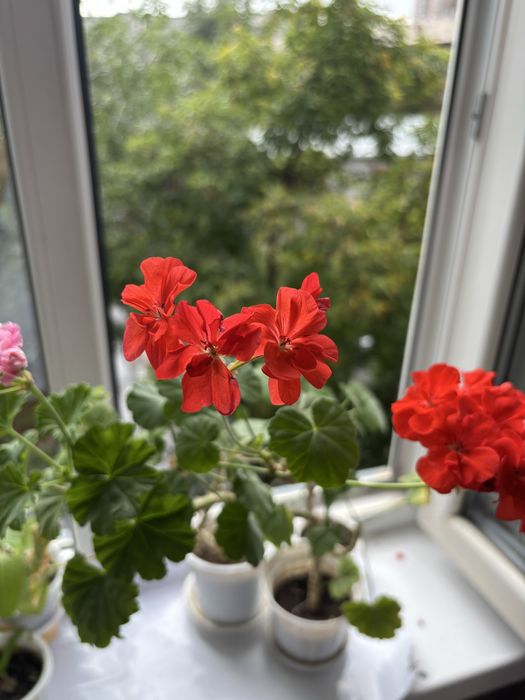 Цветы герань красная, розовая