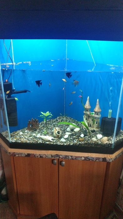 Большой угловой аквариум