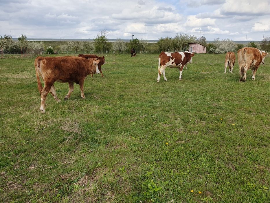 Vand 5 juninci baltate