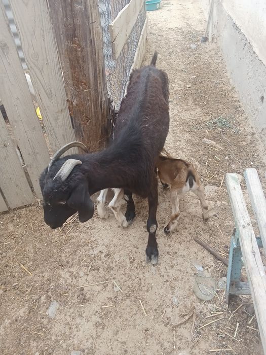 Ешкі, лақ сатылады!