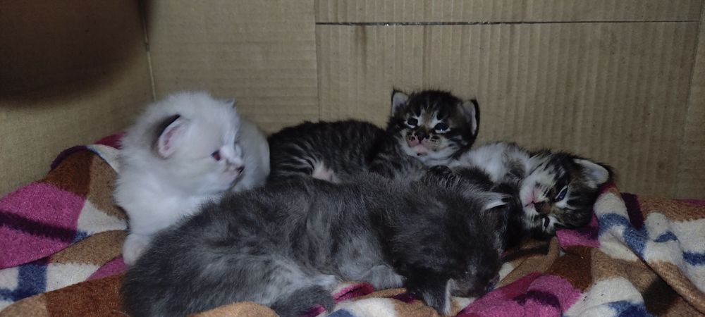 Милые котятки в добрые руки