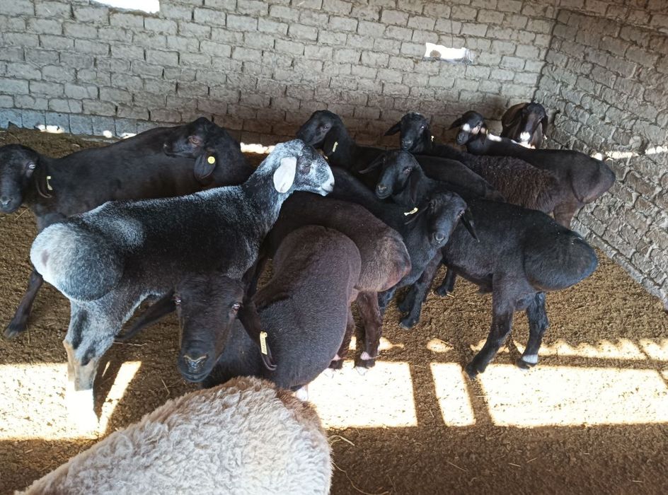 Qo'chqor va qo'zi qo'chqorlar sotiladi tirik vazn 70,000-75,000 so'm