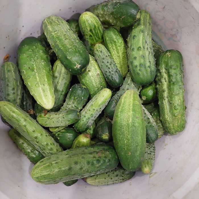 Продам дачные огурцы.