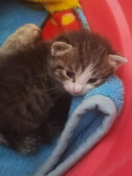 Отдаю котят в добрые руки