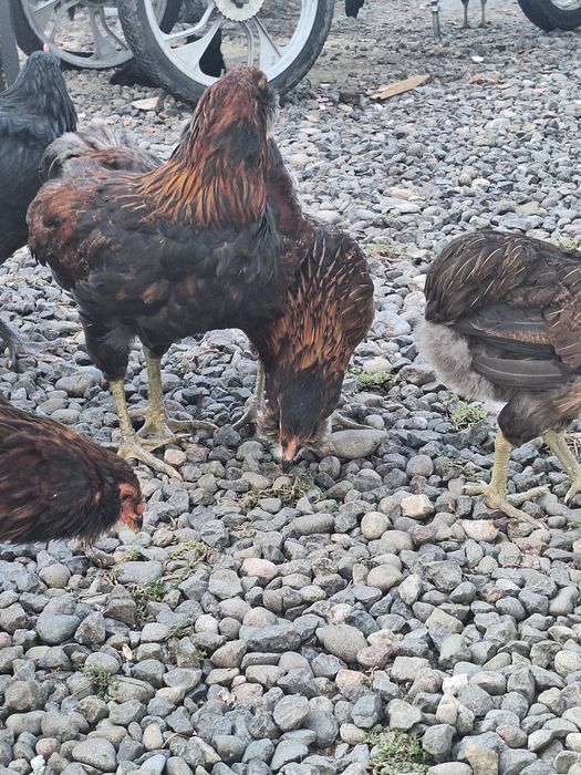 Cocosi si gaini araucana