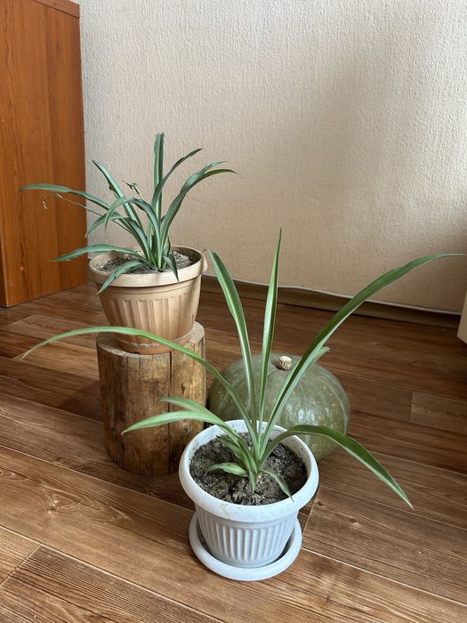 Продам сингониум , хлорофитум