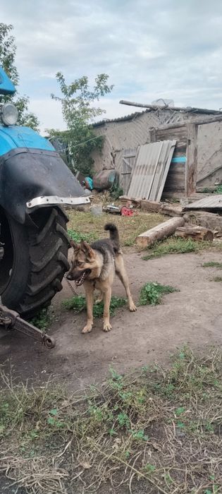 Неміс овчаркасы немецкий овчарка