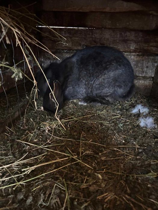 Iepuri de vanzare(Berbec German)