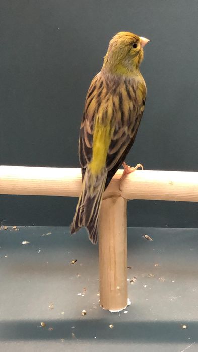 Канарейка (Кенор самец)