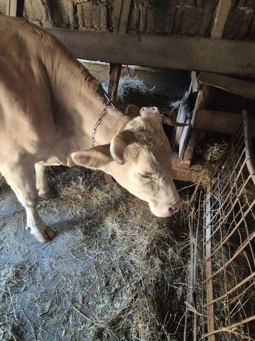 Vaca Gestanta 8 luni si jumatate 20L